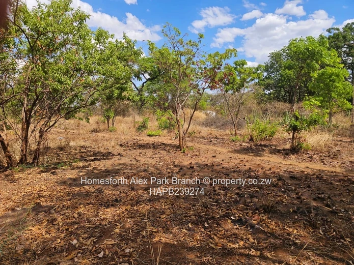 Kwekwe stand for sale