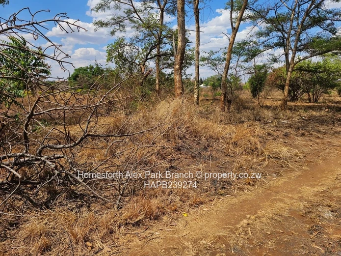 Kwekwe stand for sale