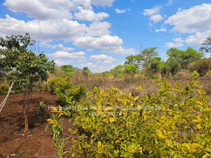 Kwekwe stand for sale